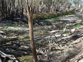 Native species rescue at Merran Creek - Fishing News